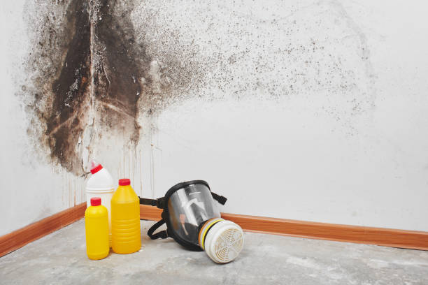 Mold Testing and Removal in Wilder, VT
