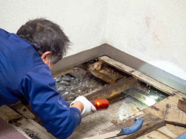 Best Crawl Space Mold Removal  in Wilder, VT