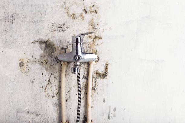 Trusted Wilder, VT Mold Removal Experts