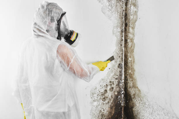 Best Office Mold Removal Services  in Wilder, VT