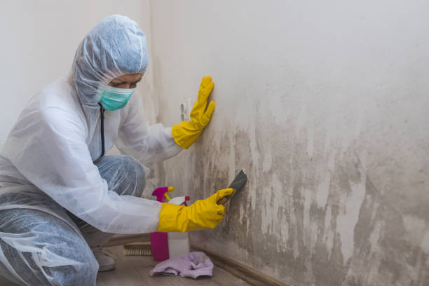 Best Toxic Mold Removal  in Wilder, VT