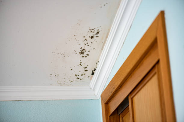 Best Professional Mold Removal  in Wilder, VT