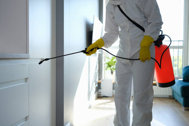 Best Same-Day Mold Removal  in Wilder, VT