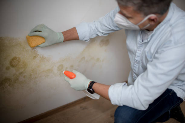 Best Toxic Mold Removal  in Wilder, VT