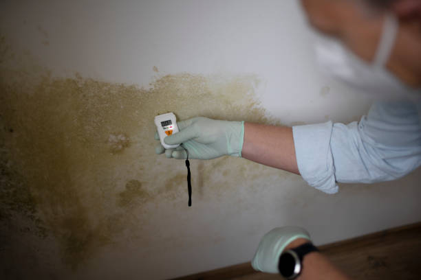 Best Mold Testing  in Wilder, VT