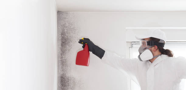 Certified Mold Removal in Wilder, VT