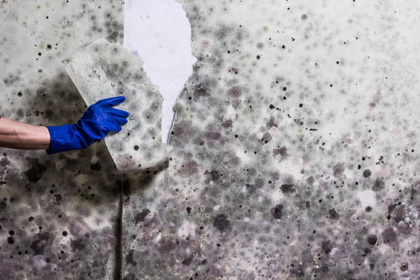 Best Office Mold Removal Services  in Wilder, VT