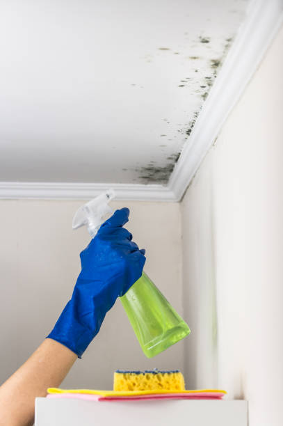 Best Certified Mold Removal  in Wilder, VT