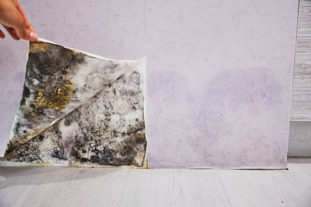 Best Residential Mold Removal  in Wilder, VT